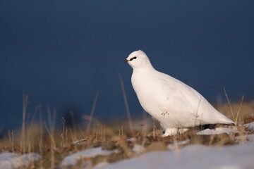 white dove on a rock