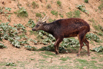 Visayan spotted deer in a zoo in france
