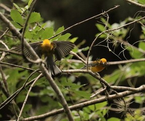 Bright Spot in Any Day Prothonatry Warbler