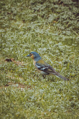 robin on the ground