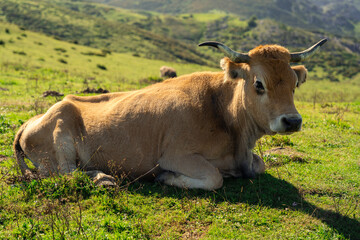 big blonde cow resting in the leafy field