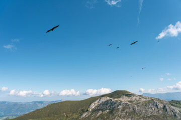 vultures flying near a mountain