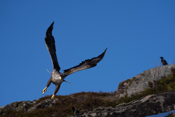 seagull in flight