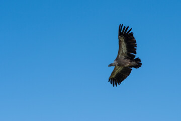 griffon vulture flying open-winged in a cloudless blue sky