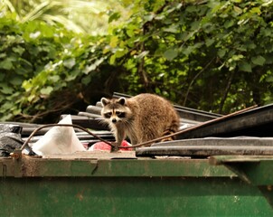 Living up to his reputation a Raccoon Bandit