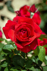 red rose in garden