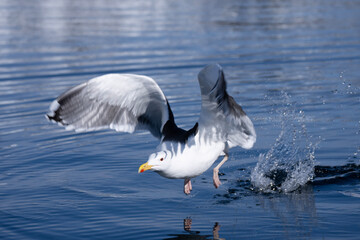 seagull in flight