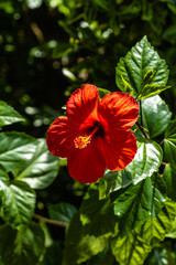 Bright large red flower of Chinese hibiscus (Hibiscus rosa-sinensis) on blurred background of...