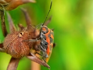 assassin beetle