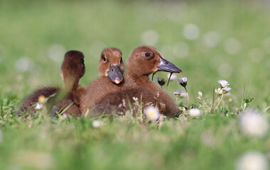 Three cute ducklings (Anas platyrhynchos) sleeping together on the grass field by the river. Tiny mallard ducklings taking a nap after looking for food on a meadow in Lugo, Spain.