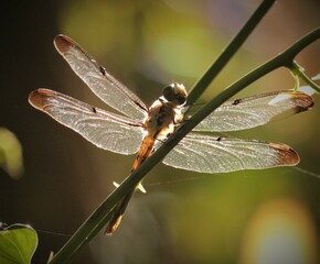 Resting Dragon in the Morning Light