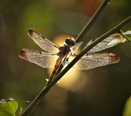 Resting Dragon in the Morning Light