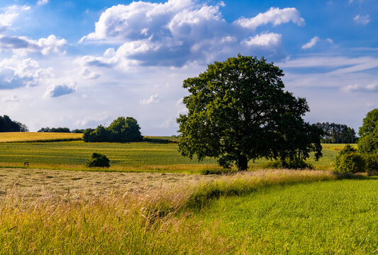 Solitary big old Oak Tree (Quercus) in the midst of fields and meadows near Menden Oesbern and Arnsberg, a rural agricultural region. Summer panorama on a blue sky day in Sauerland Germany. 