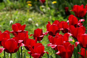 Tulips close-up.
