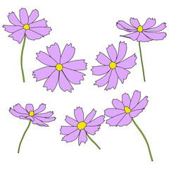 Set of cosmos flower branch vector simple illustration isolated on white background. Outline hand drawn colored version. Floral vector for childrens illustration, summer design.