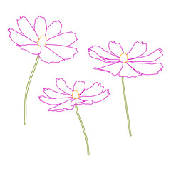 Set of cosmos flower branch vector simple illustration isolated on white background. Outline hand drawn colored version. Floral vector for childrens illustration, summer design.