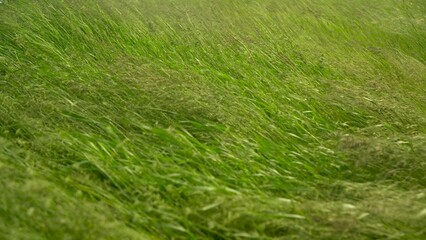 Green grass sways in the wind. Green field of grass.