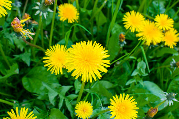 yellow dandelions in the green grass on spring day. High quality photo