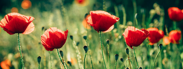 Red poppy flower in countryside field. Summer landscape with wildflower bud at sunny day. Vintage...