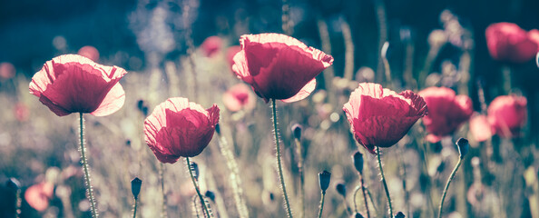 Red poppy flower in countryside field. Summer landscape with wildflower bud at sunny day. Vintage...