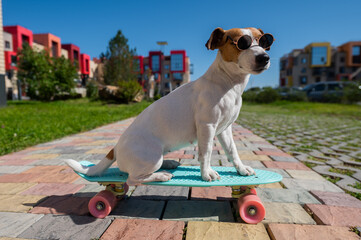 Jack russell terrier dog in sunglasses rides a skateboard outdoors on a sunny summer day.