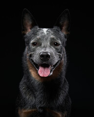 Australian Cattle Dog in the studio on a black background. dog on dark