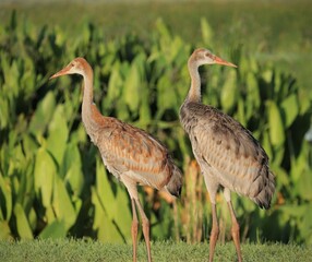 Young Sandhill Crane Chick Colt Juvenile