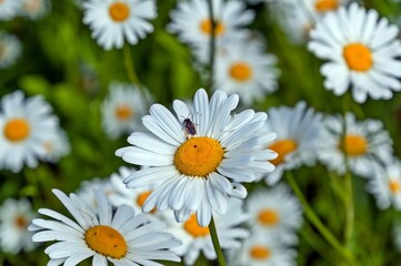 A bee is sitting on the petals of a daisy