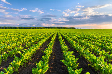 Fototapeta na wymiar Sugar beets grow in rows on plantations