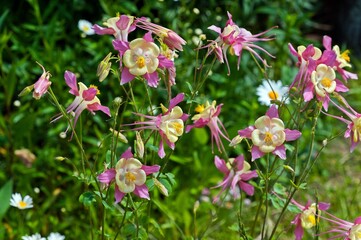 Obraz premium Catchment is a genus of herbaceous perennial plants of the Buttercup family