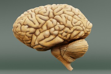 Realistic 3D Render of Human Brain