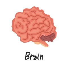 Vector illustration of a human brain