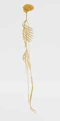 Realistic 3D Render of Nervous System