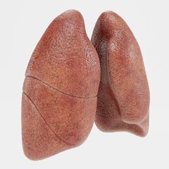 Realistic 3D Render of Lungs