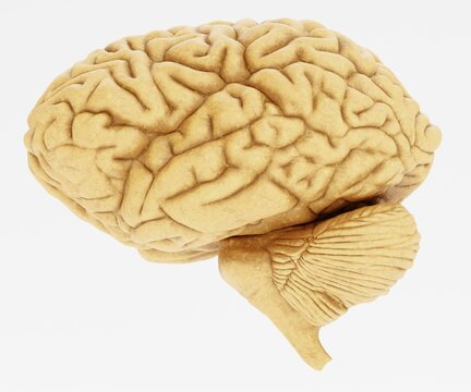 Realistic 3D Render of Human Brain