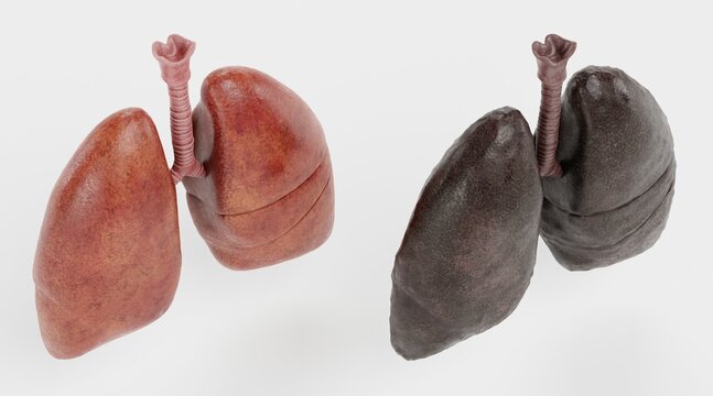 Realistic 3D Render of Respiratory System