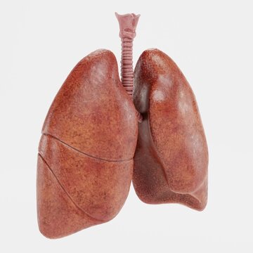 Realistic 3D Render of Respiratory System