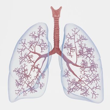 Realistic 3D Render of Respiratory System