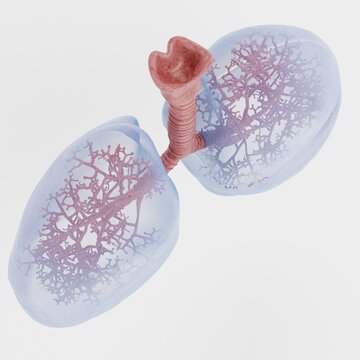 Realistic 3D Render of Respiratory System