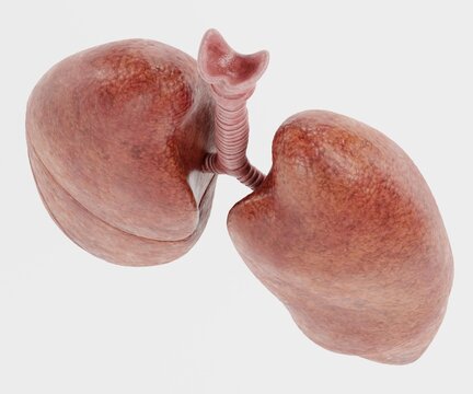 Realistic 3D Render of Respiratory System
