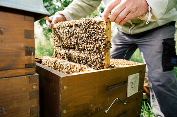 Imker bei der Arbeit in der freien Natur mit Honigwaben und Bienen 