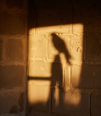 shadow of a young falcon flew into an unfinished house and sat down on a building ladder
