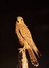 harris hawk sitting on branch