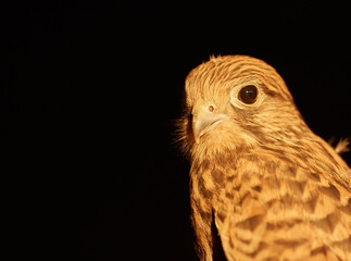 Cooper's hawk, Accipiter cooperii, on a black background.
