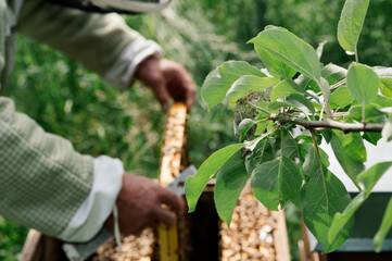 Imker bei der Arbeit in der freien Natur mit Honigwaben und Bienen 