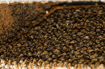 Imker bei der Arbeit in der freien Natur mit Honigwaben und Bienen 