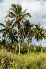Fototapeta na wymiar Palm trees in Sri Lanka