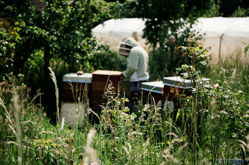 Imker bei der Arbeit in der freien Natur mit Honigwaben und Bienen 