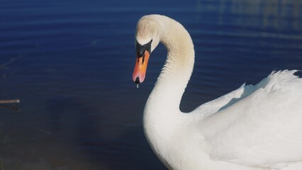 Naklejka premium white swan on the shore near the lake. wild bird white swan on sun a pond in lifestyle the wild. a bird walk on the sand near the river in nature