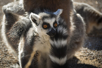 Baby of lemur kata in zoo. He is with his mom in their habitat.